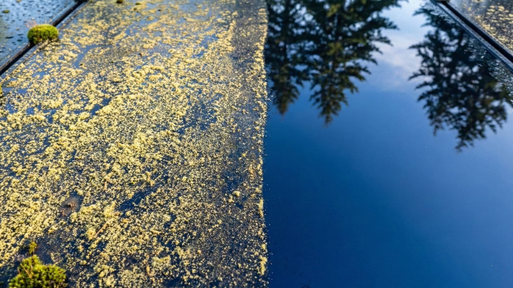 uplose of a comparison a mossy and clean solar panels