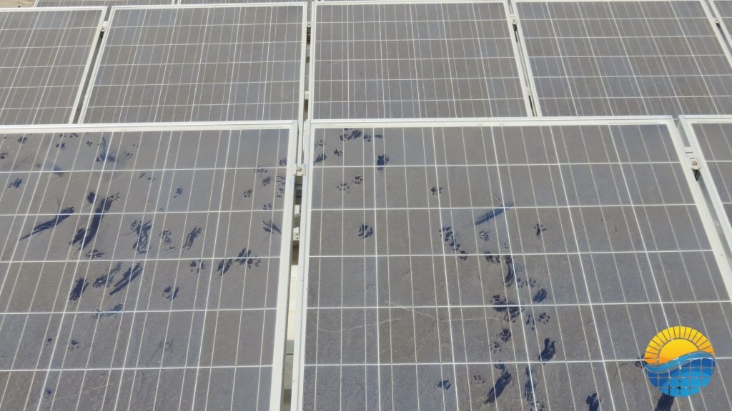 cat prints on top of a dirty solar panel system